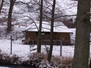 21. A přes potok vše ostražitě pozorují paroháči.